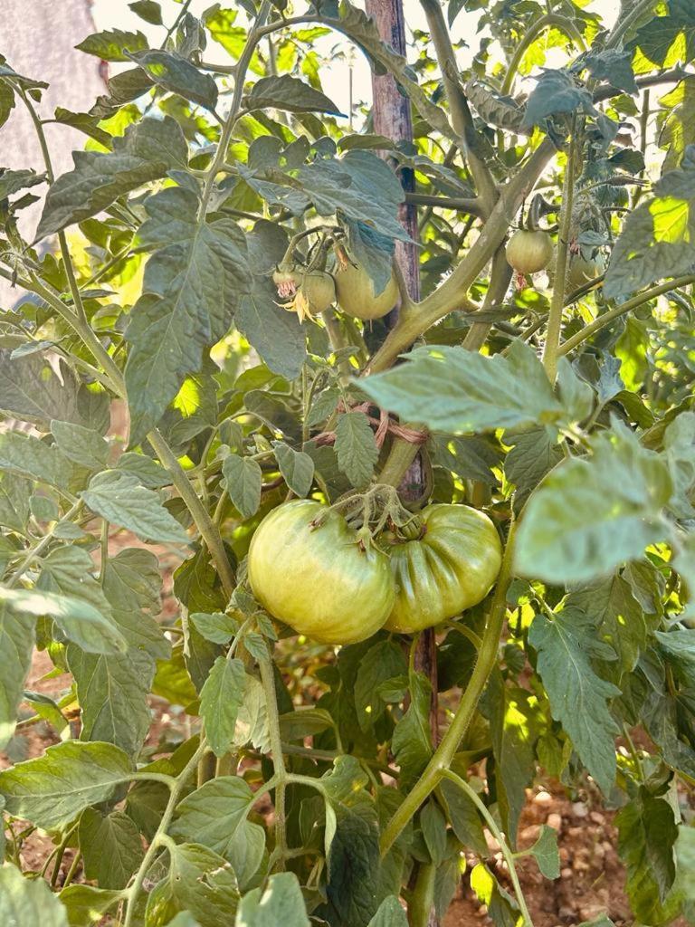 Kuca Za Odmor Sika Villa Sinj Luaran gambar